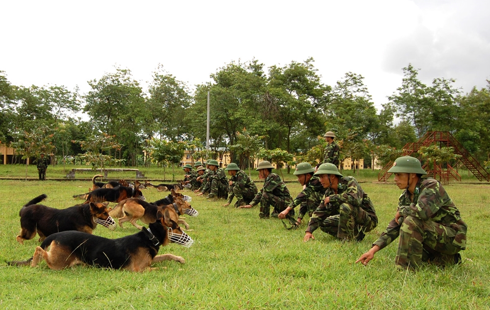 Khẩu lệnh của huấn luyện viên đối với từng chú chó huấn luyện.